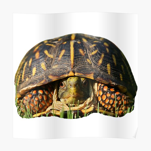 "1st Hidden Sad Scared Depressed Eating Single Regular Turtles Turtles Stickers Bundle. Turtles