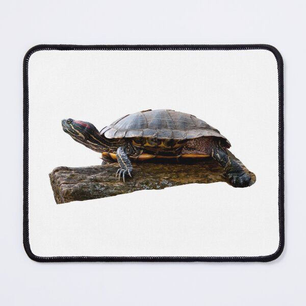 Item preview, 1st Majestic Chilling Smiling Calm Happy Single Regular Turtles Turtles Stickers Bundle. Turtles Lover Essential Package. Cute, Adorable, and Funny Turtles. - Essential designed and sold by AnimalStickers-.
