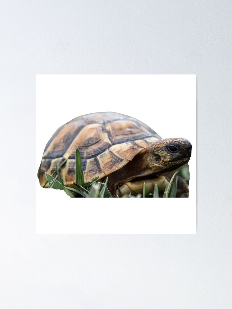 "4th Sad Focused Depressed Single Regular Turtles Turtles Stickers Bundle. Turtles Lover