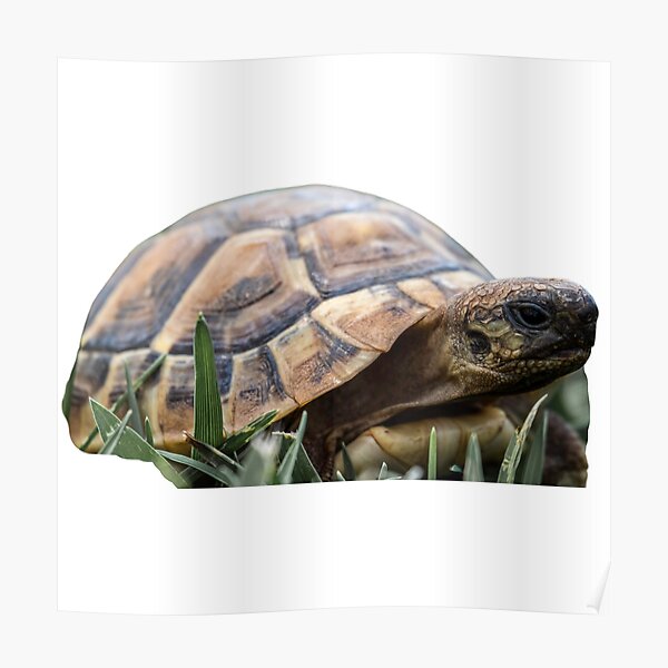 "4th Sad Focused Depressed Single Regular Turtles Turtles Stickers Bundle. Turtles Lover