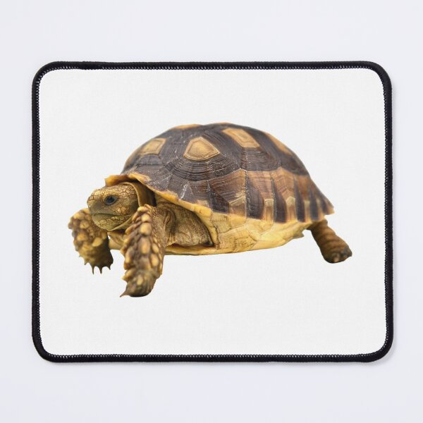 Item preview, 2nd Shy Hidden Sad Deoressed Single Regular Turtles Turtles Stickers Bundle. Turtles Lover Essential Package. Cute, Adorable, and Funny Turtles. - Essential designed and sold by AnimalStickers-.