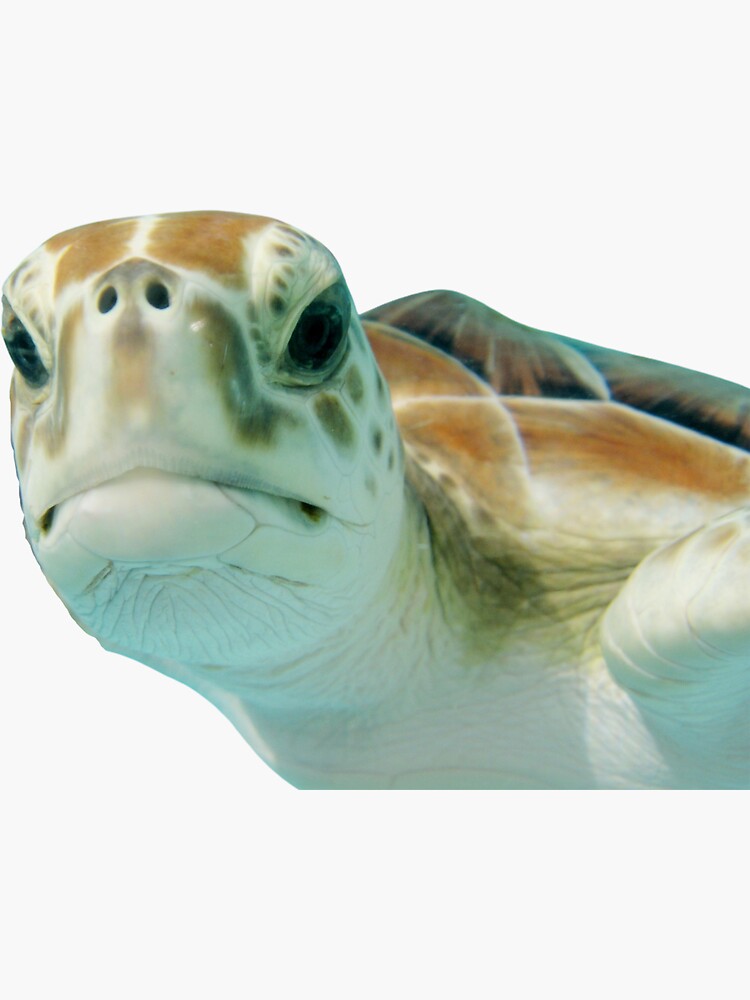 "3rd Snarky Head Only Smiling Sad Depressed Unsatisfied Single Sea Turtles Turtles Stickers