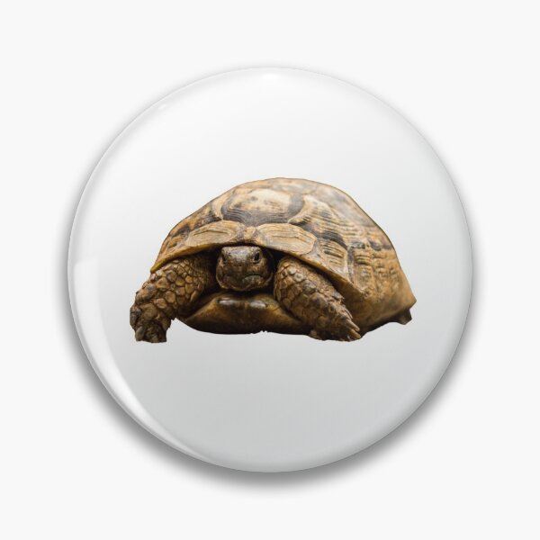 Item preview, 2nd Surprised Hidden Single Regular Turtles Turtles Stickers Bundle. Turtles Lover Essential Package. Cute, Adorable, and Funny Turtles. - Essential designed and sold by AnimalStickers-.