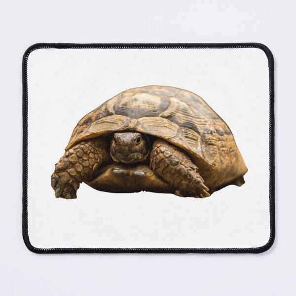 Item preview, 2nd Surprised Hidden Single Regular Turtles Turtles Stickers Bundle. Turtles Lover Essential Package. Cute, Adorable, and Funny Turtles. - Essential designed and sold by AnimalStickers-.