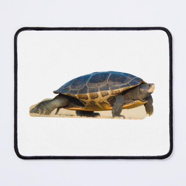 Item preview, 2nd Weird Walking Focused Single Regular Turtles Turtles Stickers Bundle. Turtles Lover Essential Package. Cute, Adorable, and Funny Turtles. - Essential designed and sold by AnimalStickers-.