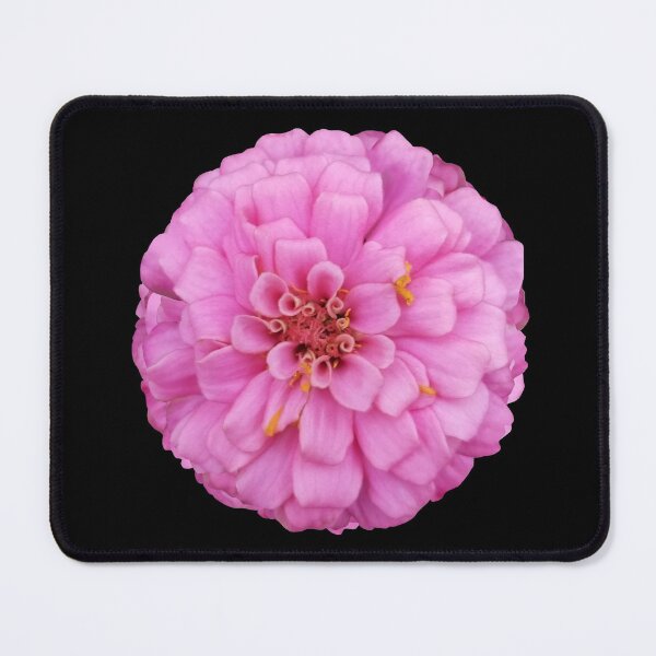 Item preview, Field Guide to Zinnias, No. 14, Sweet Pink Illumination Zinnia Flower designed and sold by Kristi Duggins.