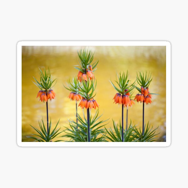 Item preview, Orange lily flowers Fritillaria imperialis designed and sold by Arletta Cwalina.