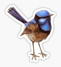 Blue Wrens, Russet and White Sticker