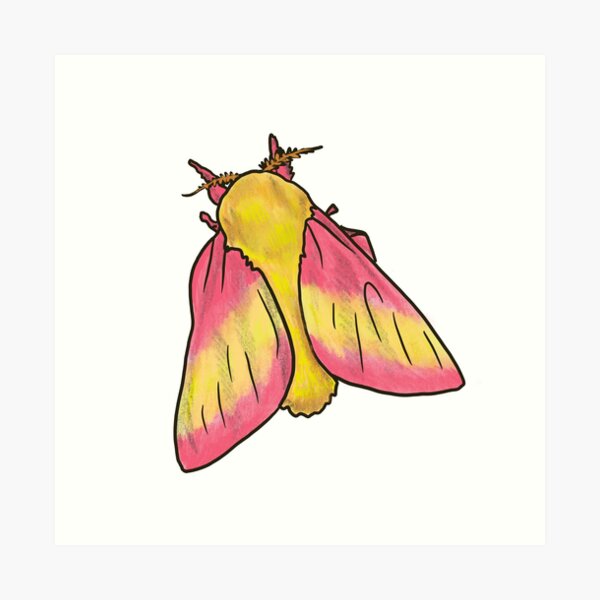 Rosy maple moth, an art print by pikaole - INPRNT