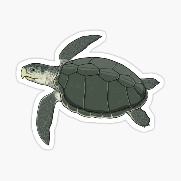 Kemp's Ridley Sea Turtle Sticker