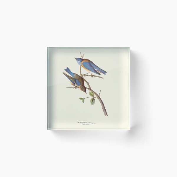 Item preview, Western Bluebird - Audubon designed and sold by sanerevolution.