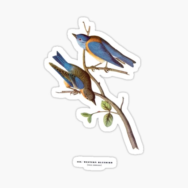 Item preview, Western Bluebird - Audubon designed and sold by sanerevolution.