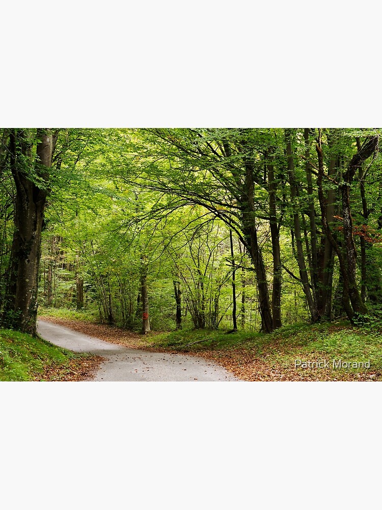 Road through autumn forest by patmo