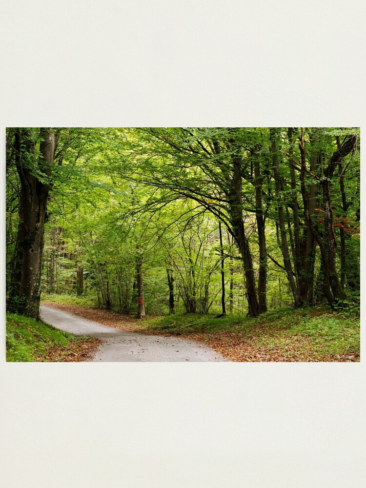 Alternate view of Road through autumn forest Photographic Print