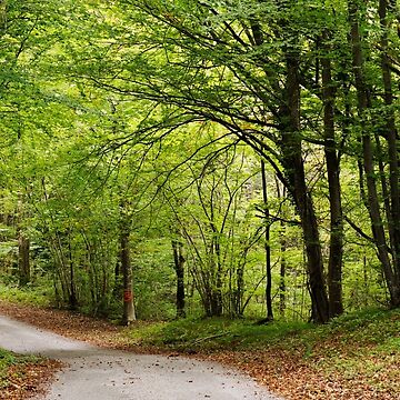 Artwork thumbnail, Road through autumn forest by Patrick Morand