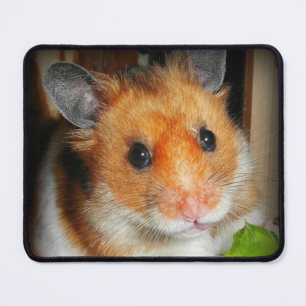 Item preview, Hamster Barney designed and sold by SkatingGirl.