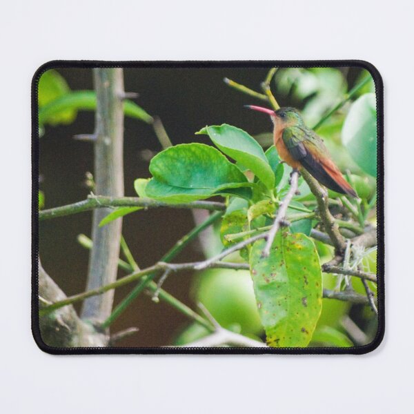 Item preview, slb hummingbird male designed and sold by pcfyi.