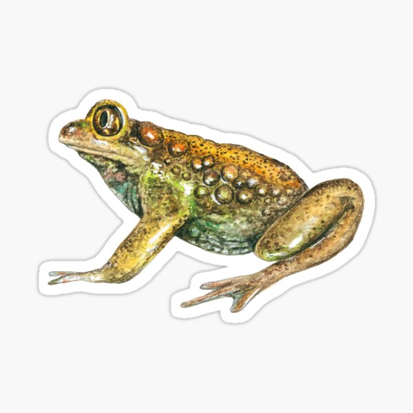 Item preview, Southern toad (Telmatobufo australis) designed and sold by SandraHaro.