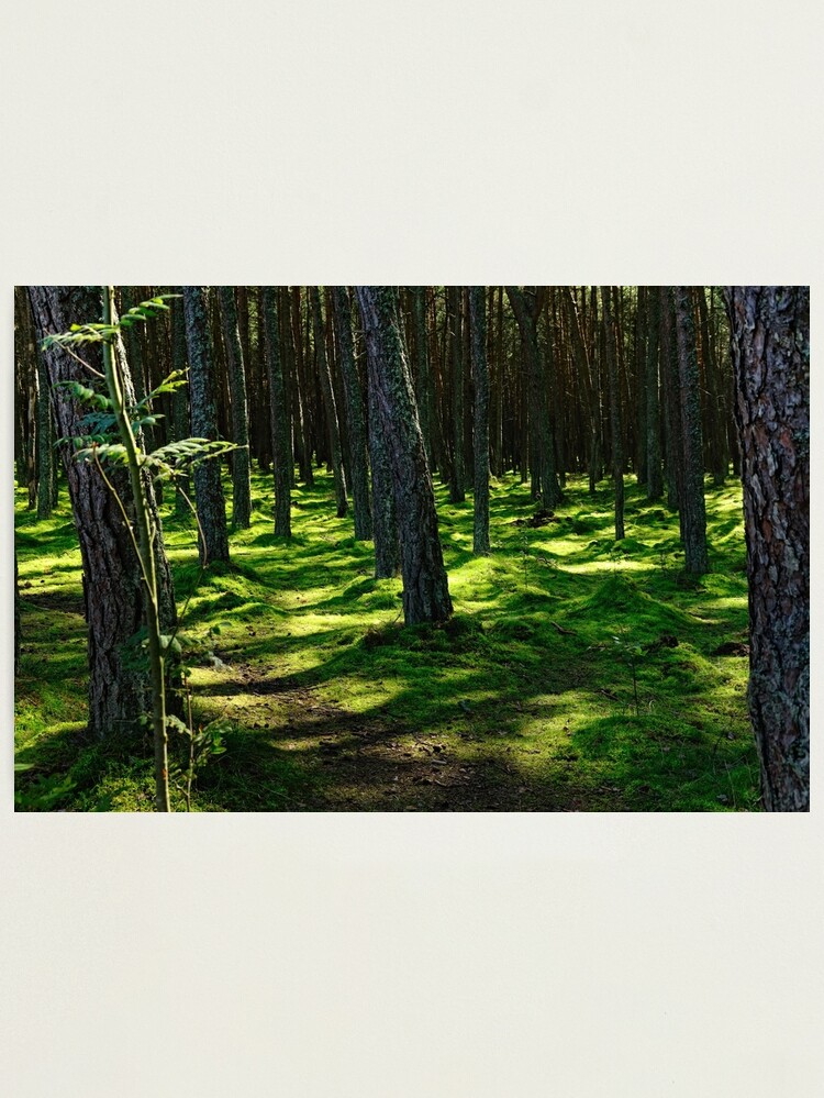 Thumbnail 1 of 3, Photographic Print, In the Woods designed and sold by Mallorn.