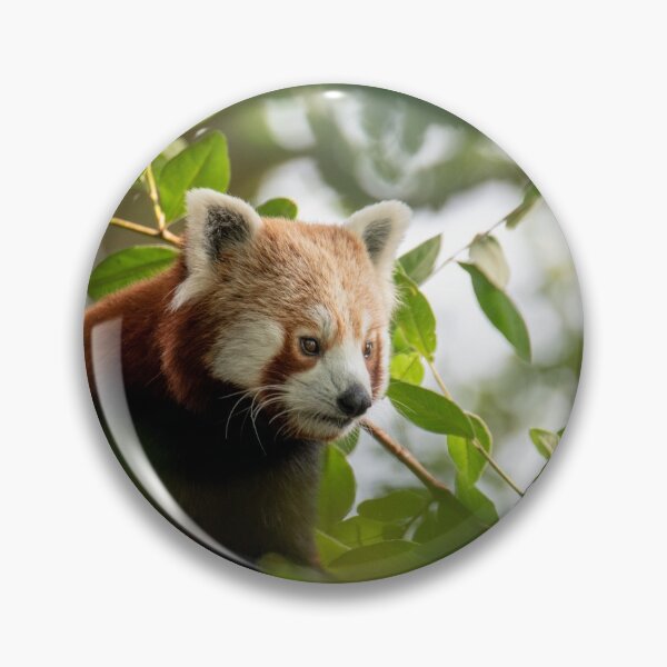 Item preview, El pequeño panda rojo designed and sold by JoeEJackson.