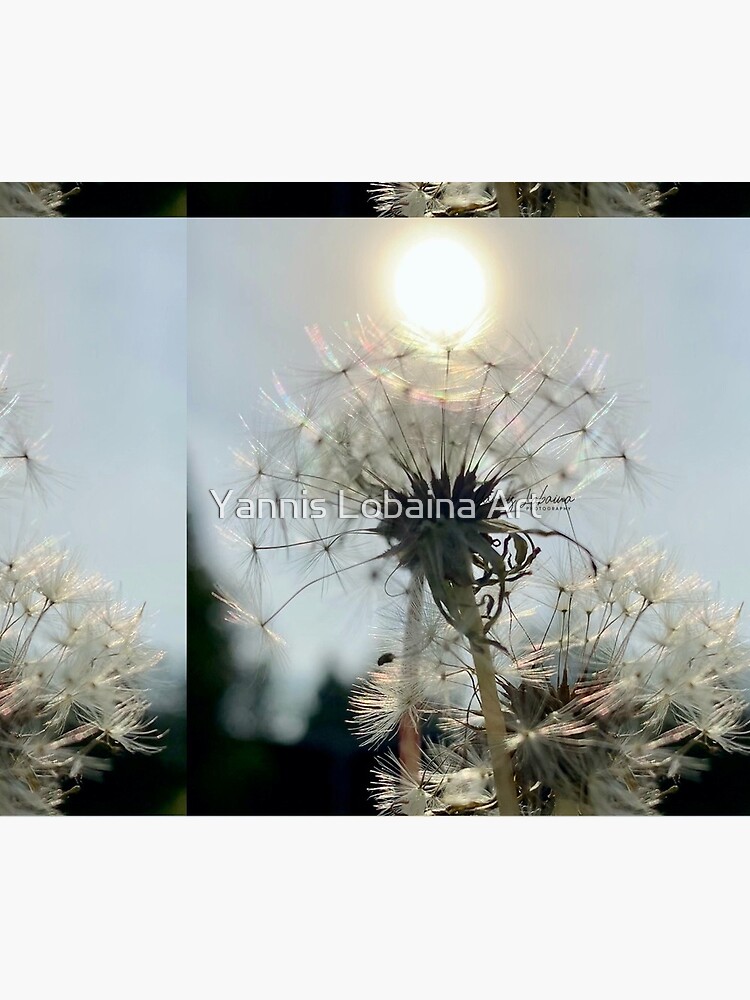 SUN DANDELION BY YANNIS LOBAINA by lobaina1979