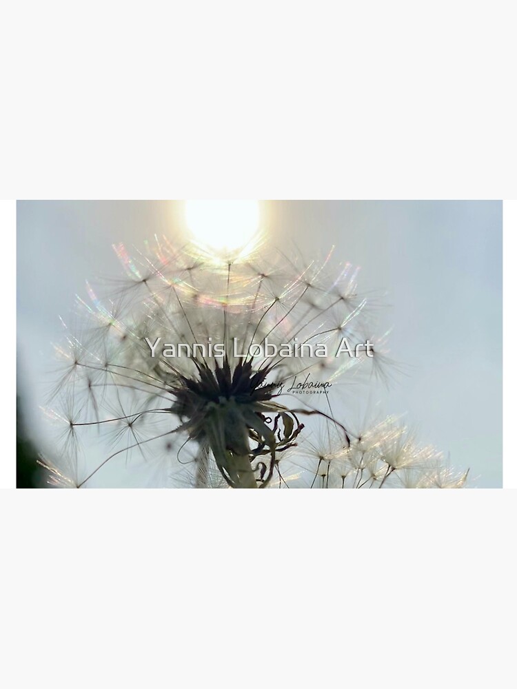 SUN DANDELION BY YANNIS LOBAINA by lobaina1979