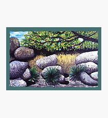 Tree and Boulders Photographic Print