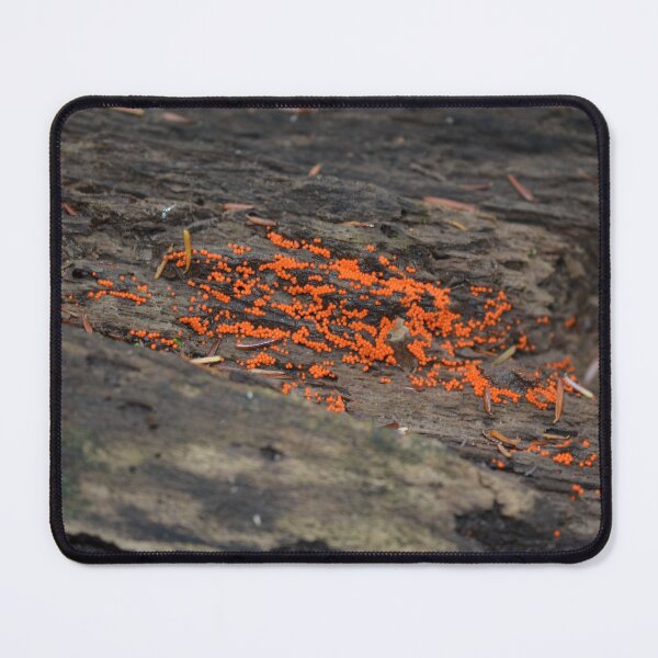 Item preview, A sprinkle of orange designed and sold by NorthernSnappy.