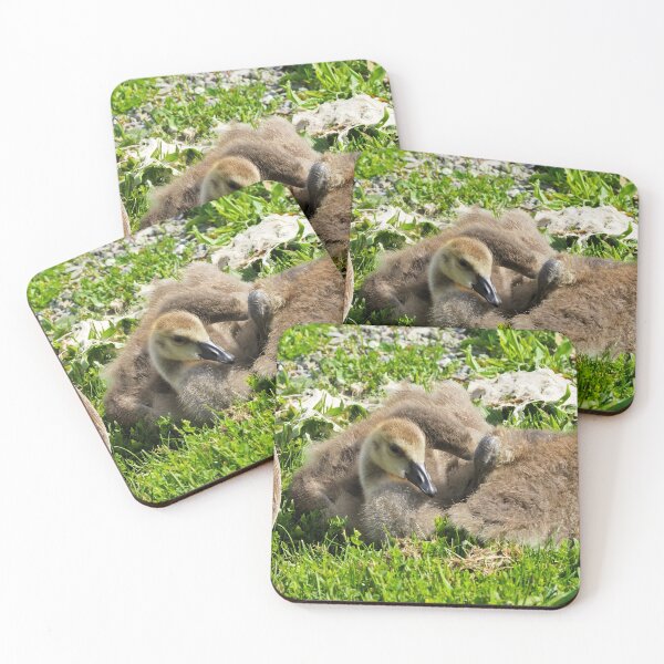 Item preview, Canada Geese Goslings Resting On The Grass - Wild Canada Goose Bird designed and sold by BackyardBirder.