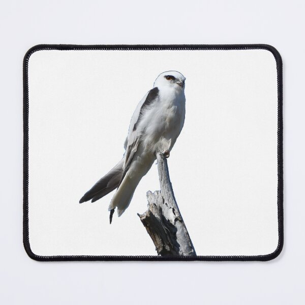 Item preview, Black Shouldered Owl Kite designed and sold by Jason Gilbert.