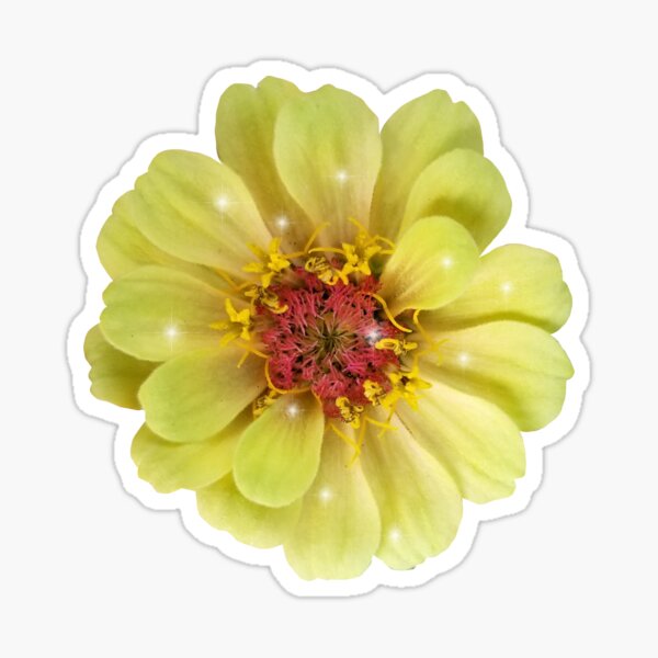 Field Guide to Zinnias, No. 15, Queen Lime Green Zinnia Flower Sticker