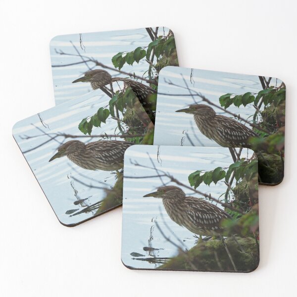 Item preview, Juvenile Black-crowned Night-Heron designed and sold by BackyardBirder.