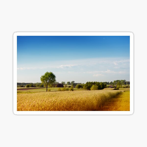 Rural wheat field view Sticker