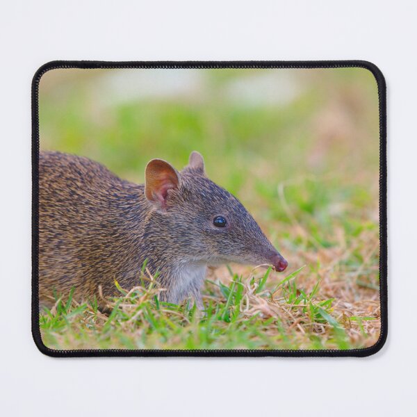 Item preview, A Cute Crash Bandicoot Out Foraging designed and sold by Jason Gilbert.