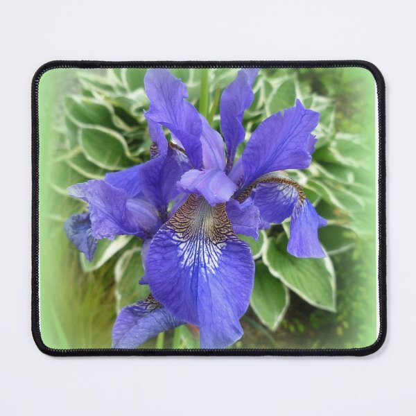 Item preview, Iris designed and sold by angel1.