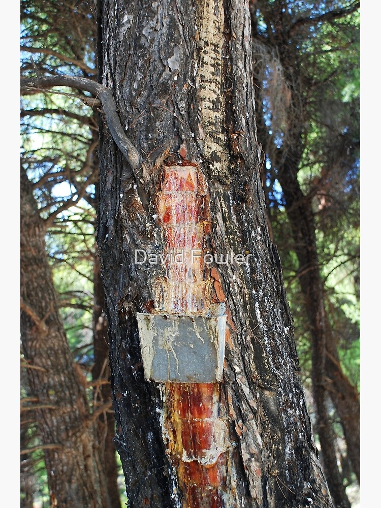 Pine resin gathering in Greece Art Print by David Fowler - Fine