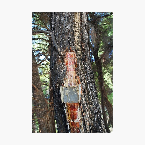 Pine resin gathering in Greece Art Print by David Fowler - Fine