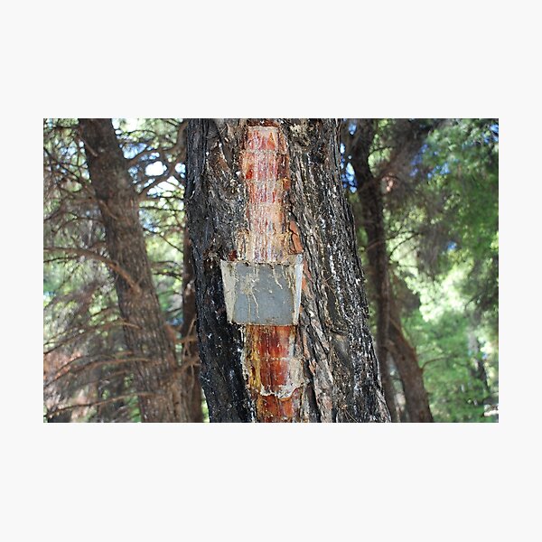 Pine resin collection Greece Photograph by David Fowler - Pixels