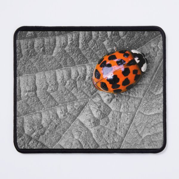 Item preview, Harlequin Ladybird designed and sold by heidipics.