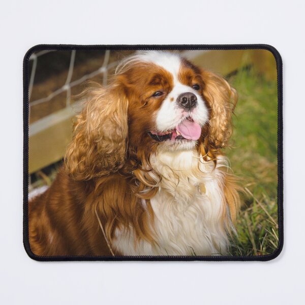 Item preview, Cute Dog Patiently Waiting designed and sold by heidipics.