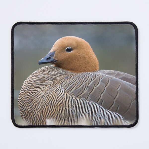 Item preview, Duck Resting designed and sold by heidipics.