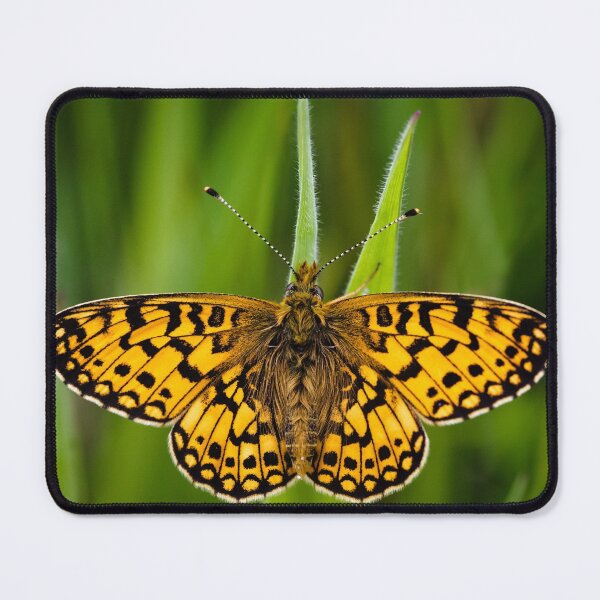 Item preview, Small Pearl Bordered Fritillary designed and sold by heidipics.