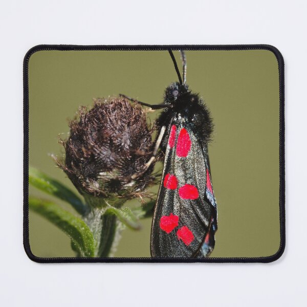 Item preview, Six Spot Burnet Moth designed and sold by heidipics.