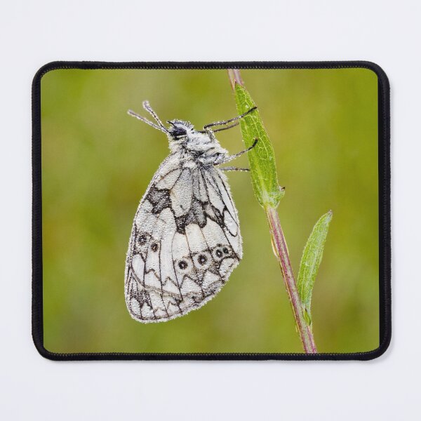 Item preview, Marbled White Butterfly designed and sold by heidipics.