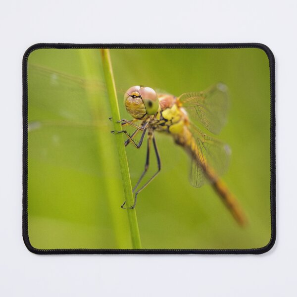 Item preview, Common Darter Dragonfly designed and sold by heidipics.