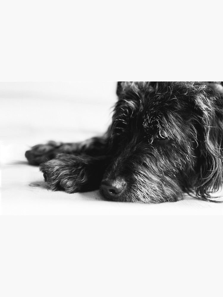 Sleepy Labradoodle by vtunney