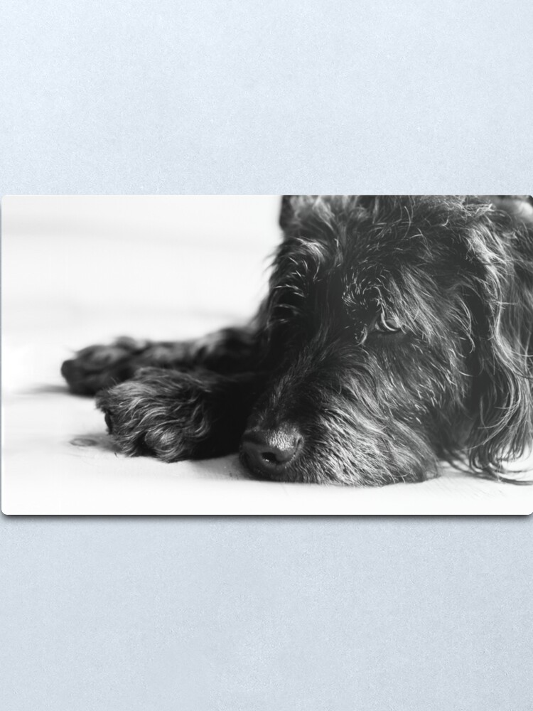 Alternate view of Sleepy Labradoodle Metal Print