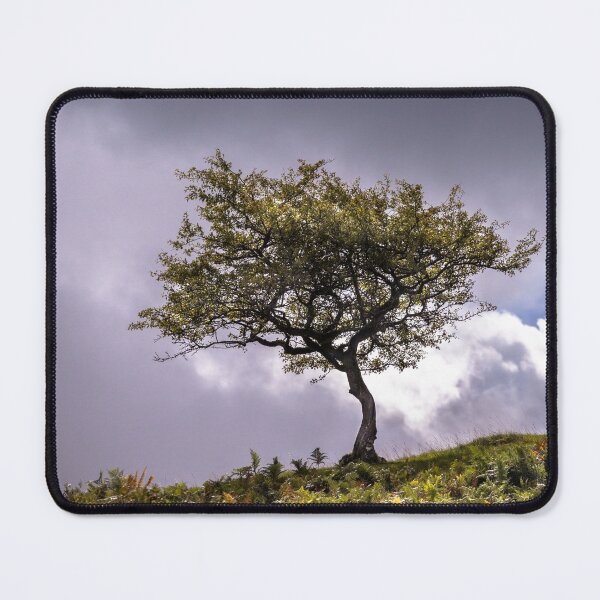 Item preview, Lone Tree designed and sold by heidipics.