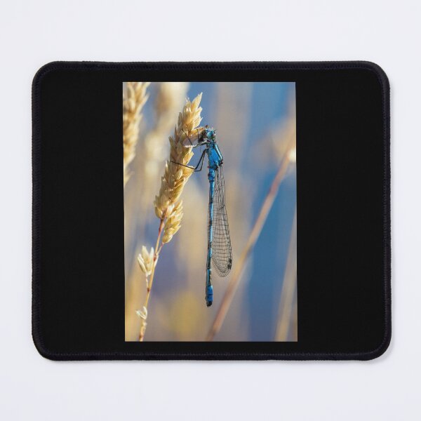 Item preview, Common Blue Damselfly designed and sold by heidipics.