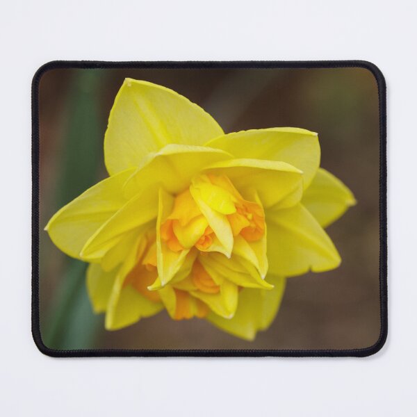 Item preview, Daffodil designed and sold by heidipics.